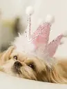 princess