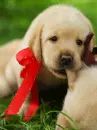 retriever puppy