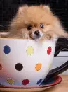 pomeranian