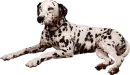 dalmation