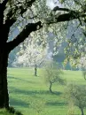 white blossoming trees