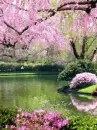 sakura trees
