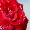 red rose