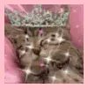 princess kitty