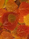 autumn leaves