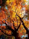 autumn leaves
