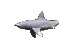 shark swimming