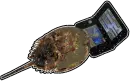 Horseshoe Crab Gaming
