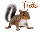 hello