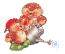 hedgehog watering