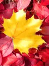 autumn leaves
