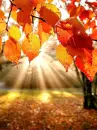 autumn leaves