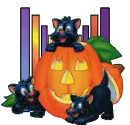black cats and a pumpkin