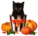 black cat