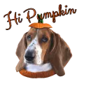 hi pumpkin - basset hound