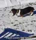 Flash loves the snow
