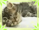 kawaii cat