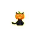 pumpkin head cat