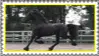 friesian