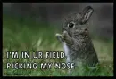 Bunny Picking Nose