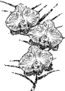 hot flowers