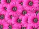 For Flower Lovers