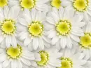 For Flower Lovers