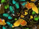 For Butterfly Lovers