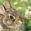 Brown Bunny Avatar