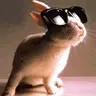 Bunny wearing Sunglasses Avatar