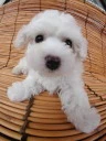 Toy Poodle