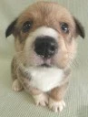 Puppy Dog