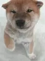 Shiba Inu