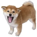 Shiba Inu
