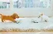 NintenDogs