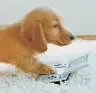 NintenDogs
