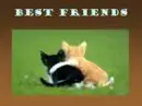 Kitty Friends