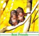 Monkey Buds