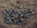 Sea Turtles