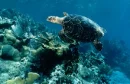 Reef Turtle