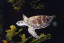 Turtle Swimming