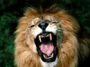The King I