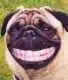 Dog Smile