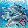 Dolphin Love