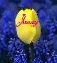Janay tulip
