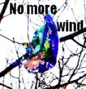 Balloon stuck on branch