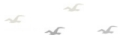 hollister birds