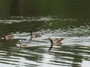 Ducks in a pond