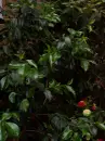 Leaves and Blooms