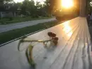 beuaty will never last